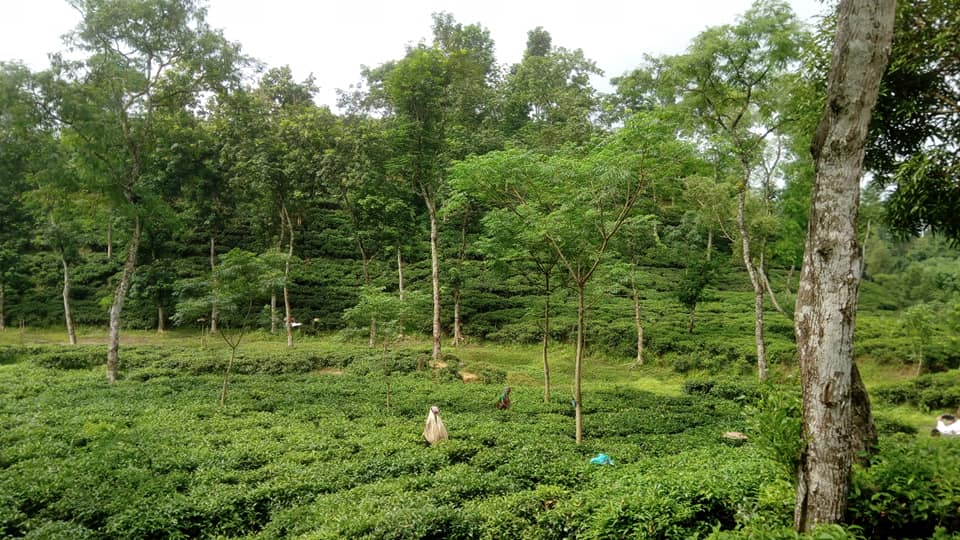 দেশের প্রথম চা বাগান মালনীছড়ায় একদিন – মোঃ ফয়জুর রহমান
