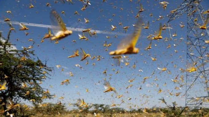 যে কারণে বাংলাদেশে আসবে না পঙ্গপাল