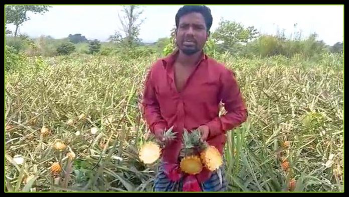 চাঁদা না পেয়ে গরীব কৃষকের ৫০০০ আনারস গাছ কাটলো দুর্বৃত্তরা !