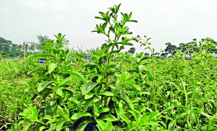 চিনির চেয়ে ৩০০ গুণ বেশি মিষ্টি বিস্ময়কর স্টেভিয়া বাংলাদেশে