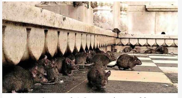 লন্ডনের বাড়িতে বাড়িতে লাখ লাখ ইঁদুরের হানা !